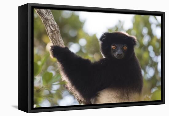 Milne-Edwards Sifaka (Propithecus Edwardsi), Ranomafana National Park, Madagascar Central Highlands-Matthew Williams-Ellis-Framed Premier Image Canvas