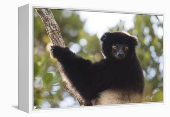 Milne-Edwards Sifaka (Propithecus Edwardsi), Ranomafana National Park, Madagascar Central Highlands-Matthew Williams-Ellis-Framed Premier Image Canvas