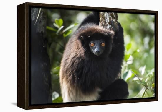 Milne-Edwards Sifaka (Propithecus Edwardsi), Ranomafana National Park, Madagascar Central Highlands-Matthew Williams-Ellis-Framed Premier Image Canvas