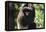 Milne-Edwards Sifaka (Propithecus Edwardsi), Ranomafana National Park, Madagascar Central Highlands-Matthew Williams-Ellis-Framed Premier Image Canvas