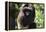 Milne-Edwards Sifaka (Propithecus Edwardsi), Ranomafana National Park, Madagascar Central Highlands-Matthew Williams-Ellis-Framed Premier Image Canvas