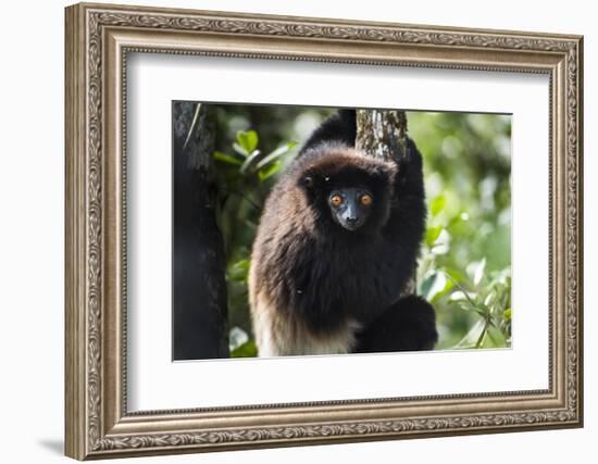 Milne-Edwards Sifaka (Propithecus Edwardsi), Ranomafana National Park, Madagascar Central Highlands-Matthew Williams-Ellis-Framed Photographic Print