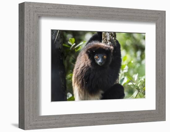 Milne-Edwards Sifaka (Propithecus Edwardsi), Ranomafana National Park, Madagascar Central Highlands-Matthew Williams-Ellis-Framed Photographic Print