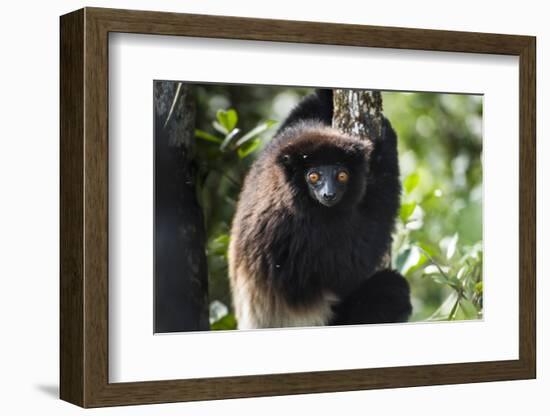 Milne-Edwards Sifaka (Propithecus Edwardsi), Ranomafana National Park, Madagascar Central Highlands-Matthew Williams-Ellis-Framed Photographic Print