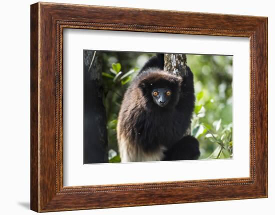 Milne-Edwards Sifaka (Propithecus Edwardsi), Ranomafana National Park, Madagascar Central Highlands-Matthew Williams-Ellis-Framed Photographic Print