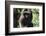 Milne-Edwards Sifaka (Propithecus Edwardsi), Ranomafana National Park, Madagascar Central Highlands-Matthew Williams-Ellis-Framed Photographic Print