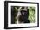 Milne-Edwards Sifaka (Propithecus Edwardsi), Ranomafana National Park, Madagascar Central Highlands-Matthew Williams-Ellis-Framed Photographic Print