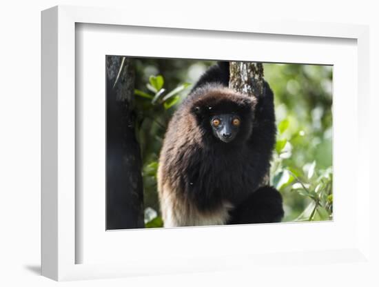 Milne-Edwards Sifaka (Propithecus Edwardsi), Ranomafana National Park, Madagascar Central Highlands-Matthew Williams-Ellis-Framed Photographic Print