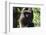 Milne-Edwards Sifaka (Propithecus Edwardsi), Ranomafana National Park, Madagascar Central Highlands-Matthew Williams-Ellis-Framed Photographic Print