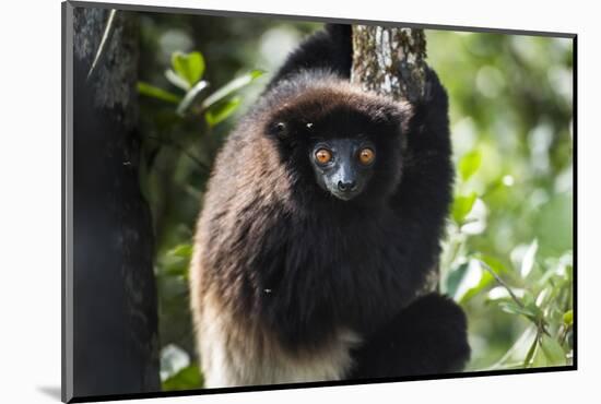 Milne-Edwards Sifaka (Propithecus Edwardsi), Ranomafana National Park, Madagascar Central Highlands-Matthew Williams-Ellis-Mounted Photographic Print