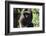 Milne-Edwards Sifaka (Propithecus Edwardsi), Ranomafana National Park, Madagascar Central Highlands-Matthew Williams-Ellis-Framed Photographic Print