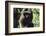 Milne-Edwards Sifaka (Propithecus Edwardsi), Ranomafana National Park, Madagascar Central Highlands-Matthew Williams-Ellis-Framed Photographic Print