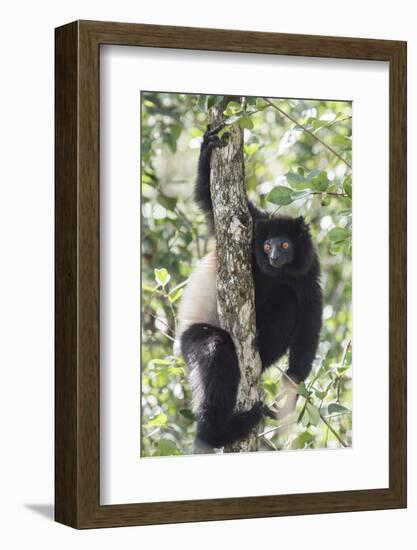 Milne-Edwards Sifaka (Propithecus Edwardsi), Ranomafana National Park, Madagascar Central Highlands-Matthew Williams-Ellis-Framed Photographic Print