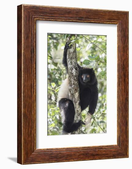 Milne-Edwards Sifaka (Propithecus Edwardsi), Ranomafana National Park, Madagascar Central Highlands-Matthew Williams-Ellis-Framed Photographic Print