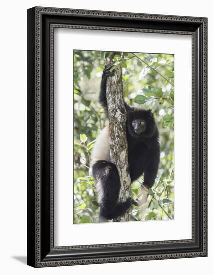 Milne-Edwards Sifaka (Propithecus Edwardsi), Ranomafana National Park, Madagascar Central Highlands-Matthew Williams-Ellis-Framed Photographic Print