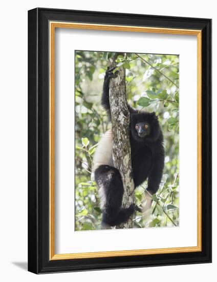 Milne-Edwards Sifaka (Propithecus Edwardsi), Ranomafana National Park, Madagascar Central Highlands-Matthew Williams-Ellis-Framed Photographic Print