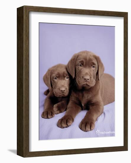 Milo and Choc-Rachael Hale-Framed Art Print