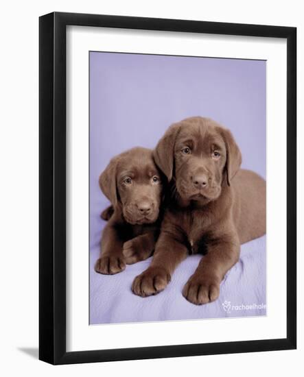 Milo and Choc-Rachael Hale-Framed Art Print