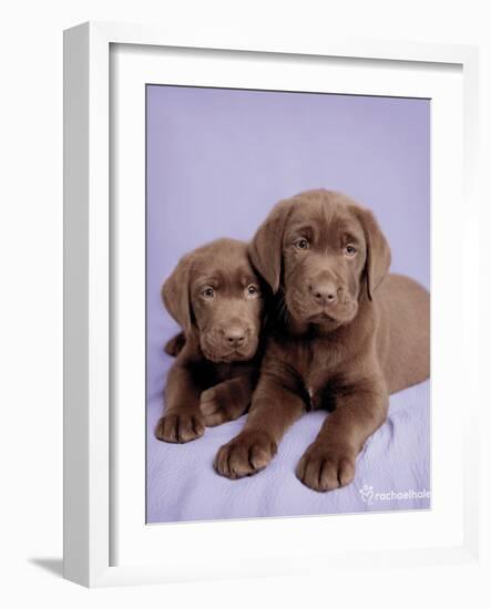 Milo and Choc-Rachael Hale-Framed Art Print