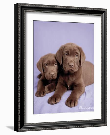 Milo and Choc-Rachael Hale-Framed Art Print