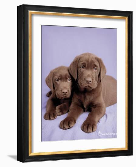 Milo and Choc-Rachael Hale-Framed Art Print