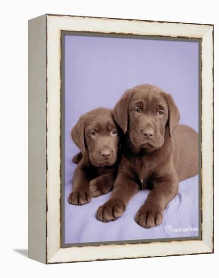 Milo and Choc-Rachael Hale-Framed Stretched Canvas