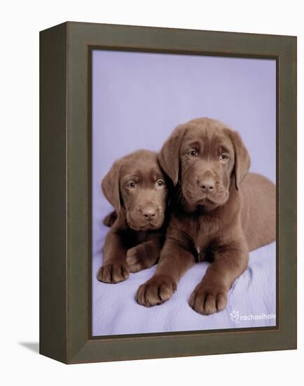 Milo and Choc-Rachael Hale-Framed Stretched Canvas