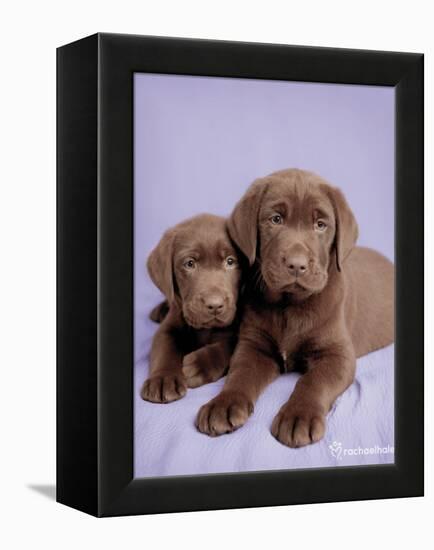 Milo and Choc-Rachael Hale-Framed Stretched Canvas