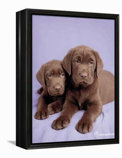 Milo and Choc-Rachael Hale-Framed Stretched Canvas