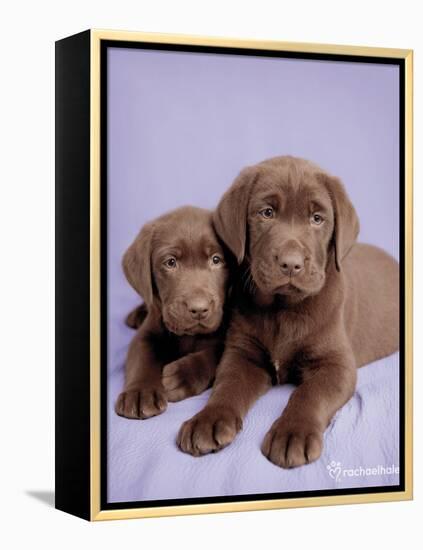 Milo and Choc-Rachael Hale-Framed Stretched Canvas