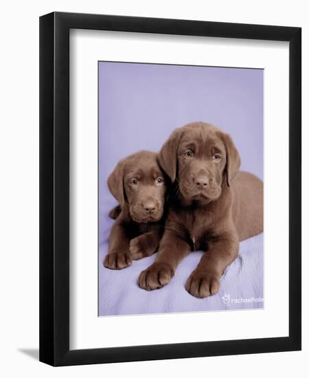 Milo and Choc-Rachael Hale-Framed Art Print