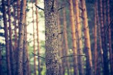 Vintage Photo of Beautiful Green Springtime Forest Landscape-Milosz_G-Photographic Print