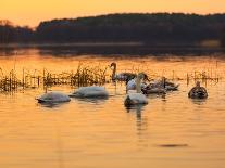 Swan on Sunset Lake-Milosz_G-Framed Photographic Print