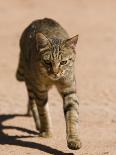 Dominant Male Indian Tiger, Bandhavgarh National Park, Madhya Pradesh State, India-Milse Thorsten-Photographic Print