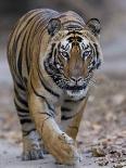 Indian Tiger (Bengal Tiger, Bandhavgarh National Park, Madhya Pradesh State, India-Milse Thorsten-Photographic Print