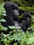 Mountain Gorilla with Her Young Baby, Rwanda, Africa-Milse Thorsten-Photographic Print