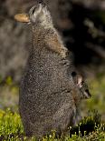 Remarkable Rocks, Flinders Chase National Park, Kangaroo Island, South Australia, Australia-Milse Thorsten-Mounted Photographic Print