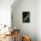 Mimas Tiliae (Lime Hawk Moth) - Caterpillar-Paul Starosta-Premium Photographic Print displayed on a wall