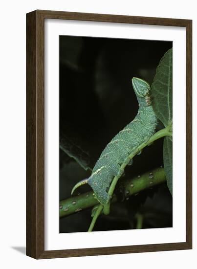 Mimas Tiliae (Lime Hawk Moth) - Caterpillar-Paul Starosta-Framed Premium Photographic Print