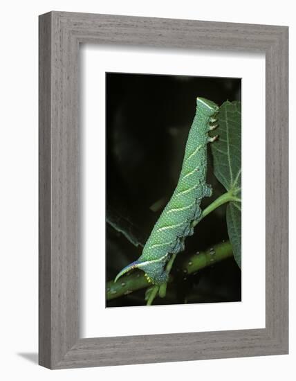 Mimas Tiliae (Lime Hawk Moth) - Caterpillar-Paul Starosta-Framed Photographic Print