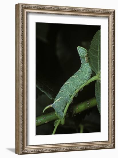 Mimas Tiliae (Lime Hawk Moth) - Caterpillar-Paul Starosta-Framed Photographic Print