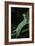 Mimas Tiliae (Lime Hawk Moth) - Caterpillar-Paul Starosta-Framed Photographic Print