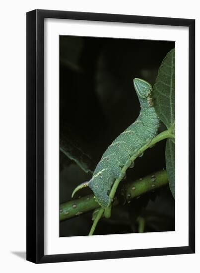 Mimas Tiliae (Lime Hawk Moth) - Caterpillar-Paul Starosta-Framed Photographic Print