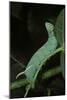 Mimas Tiliae (Lime Hawk Moth) - Caterpillar-Paul Starosta-Mounted Photographic Print