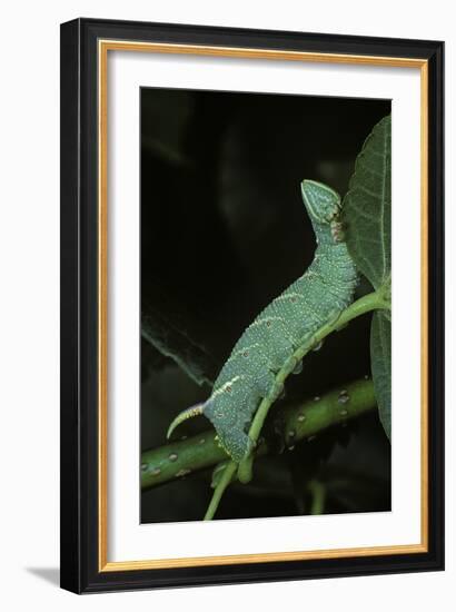 Mimas Tiliae (Lime Hawk Moth) - Caterpillar-Paul Starosta-Framed Photographic Print