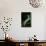 Mimas Tiliae (Lime Hawk Moth) - Caterpillar-Paul Starosta-Photographic Print displayed on a wall