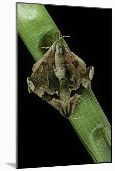 Mimas Tiliae (Lime Hawk Moth) - Mating-Paul Starosta-Mounted Photographic Print