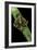 Mimas Tiliae (Lime Hawk Moth) - Mating-Paul Starosta-Framed Photographic Print