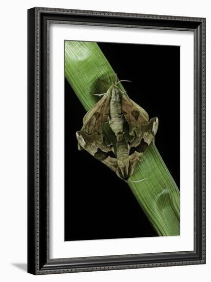 Mimas Tiliae (Lime Hawk Moth) - Mating-Paul Starosta-Framed Photographic Print