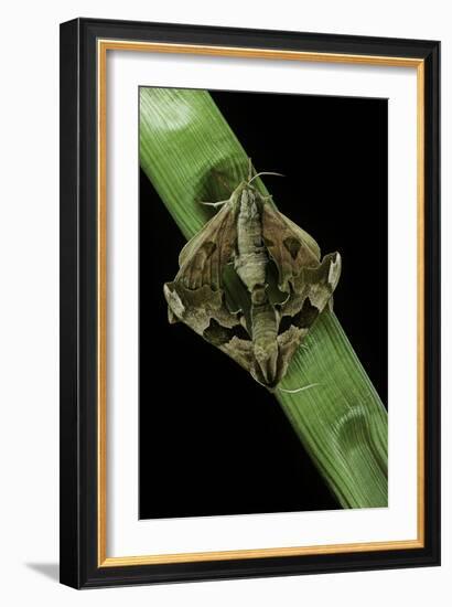 Mimas Tiliae (Lime Hawk Moth) - Mating-Paul Starosta-Framed Photographic Print